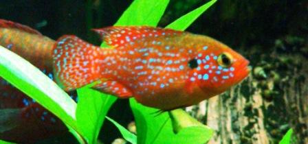 хромис красавец