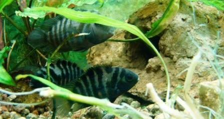 цихлазомы чернополосые рядом с искусственным гротом